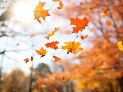 Carried on the Autumn&nbsp;Breeze