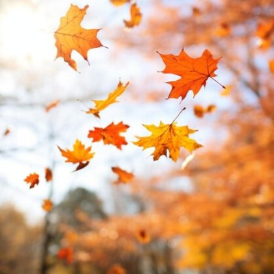 Carried on the Autumn&nbsp;Breeze